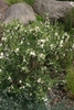 Daphne caucasica habit