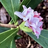 Flower - Side View - Mid-Feb., Warren Co., NC