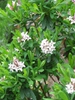 Daphne x burkwoodii habit