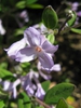Daphne genkwa