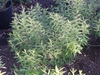 Daphne genkwa foliage