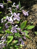 Daphne genkwa