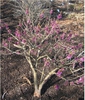 Daphne mezereum