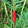 Daphne mezereum fruit