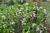 Small, rounded shrub with many solitary flowers.
