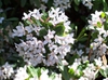 Daphne x burkwoodii flowers