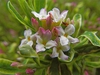 Close up of flower