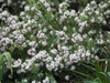 'Carole Mackie' habit