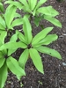 Bright green leaves in Spring with red or pink tones on stems