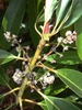Daphniphyllum macropodum