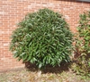 Form