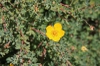 Potentilla fruiticosa