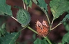 Datura stramonium