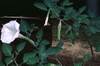 Datura stramonium