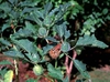 Datura stramonium