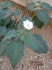 Datura innoxia