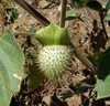 Datura innoxia