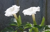 Datura innoxia