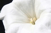 Datura innoxia