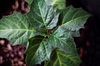 Datura metel