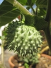 Datura metel