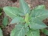 Datura metel