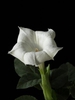 Datura metel