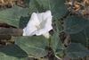 Leafy shoot bearing large, white, trumpet-shaped flower