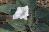 Flower and leaves