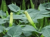 Erect buds with twisted corolla, emerging from foliage.