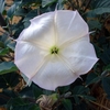 Frontal view close-up of white trumpet-shaped flower.