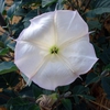 Flower close up