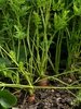 carrot's leaves