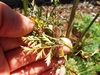 Leaves of a carrot