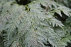 Leave Close up