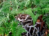 Potted fern with lacy fronds and fuzzy, creeping rhizomes.