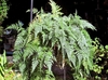 Potted fern with lacy fronds.