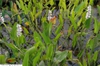 Pontederia cordata alba