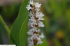 Pontederia cordata alba