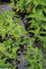 Saururus cernuus