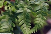 Close-up of pinnules
