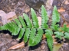 Close-up of frond with pinnatifid pinnules