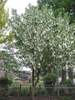 Davidia involucrata