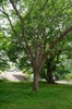 Davidia involucrata