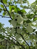 Davidia involucrata