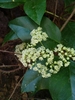 White flat-topped clusters of flowers