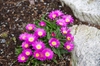 Delosperma sutherlandii