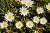 Delosperma 'Oberg'