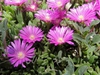 Delosperma cooperi