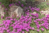Form